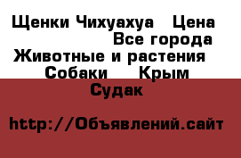 Щенки Чихуахуа › Цена ­ 12000-15000 - Все города Животные и растения » Собаки   . Крым,Судак